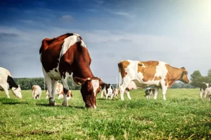 Hot Bruin Witte Koeien aan het grazen in de weide fotobehang Dieren
