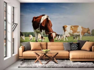 Hot Bruin Witte Koeien aan het grazen in de weide fotobehang Dieren