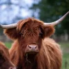 New Bruine Hooglander van dichtbij fotobehang Keuken | Dieren