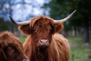 New Bruine Hooglander van dichtbij fotobehang Keuken | Dieren