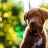 Outlet Bruine labrador met een wazige achtergrond fotobehang Dieren