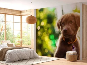 Outlet Bruine labrador met een wazige achtergrond fotobehang Dieren
