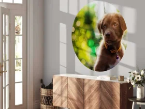 Outlet Bruine labrador met een wazige achtergrond fotobehang Dieren