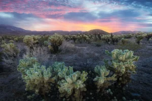Hot Cactusveld bij zonsondergang fotobehang Bloemen