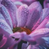 Fashion Chrysant bloem met dynamische kleuren fotobehang Tienerkamer | Hobbykamer
