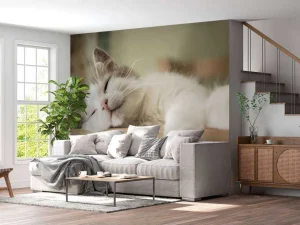 New Close-up van een slapende kat fotobehang Dieren