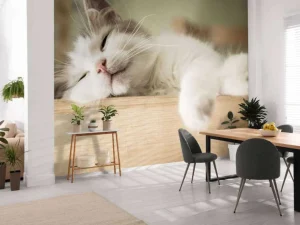 New Close-up van een slapende kat fotobehang Dieren