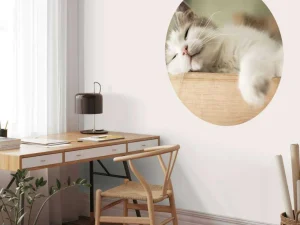 New Close-up van een slapende kat fotobehang Dieren