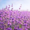 New Close-Up van Lavendel fotobehang Bloemen