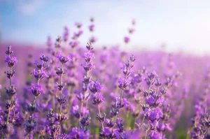 New Close-Up van Lavendel fotobehang Bloemen