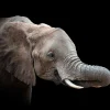 Best Close-up van olifant met een zwarte achtergrond fotobehang Gang