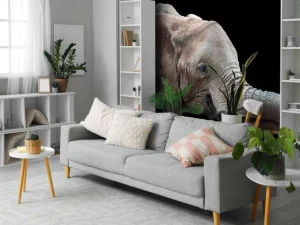 Best Close-up van olifant met een zwarte achtergrond fotobehang Gang