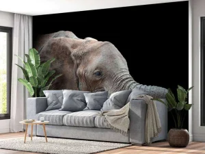 Best Close-up van olifant met een zwarte achtergrond fotobehang Gang