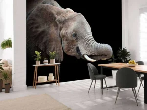 Best Close-up van olifant met een zwarte achtergrond fotobehang Gang