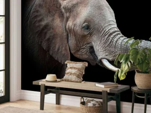 Best Close-up van olifant met een zwarte achtergrond fotobehang Gang