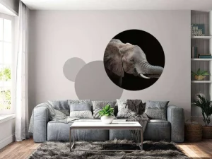 Best Close-up van olifant met een zwarte achtergrond fotobehang Gang