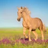 Discount Cremello Paard in weide fotobehang Tienerkamer | Kinderkamer