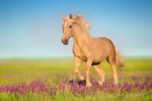 Discount Cremello Paard in weide fotobehang Tienerkamer | Kinderkamer