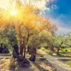 New De Gethsemane olijven boomgaard bij zonsopkomst fotobehang Bloemen