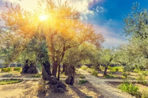 New De Gethsemane olijven boomgaard bij zonsopkomst fotobehang Bloemen