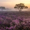Clearance De Veluwe in de vroege ochtend fotobehang Bloemen