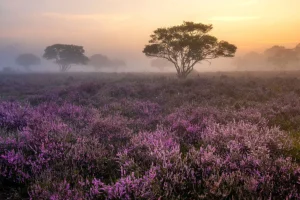 Clearance De Veluwe in de vroege ochtend fotobehang Bloemen