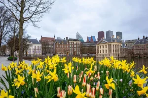 Clearance Den Haag met bloemen op de voorgrond fotobehang Steden | Architectuur