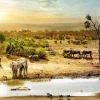Best Dieren in de Afrikaanse savanne fotobehang Dieren
