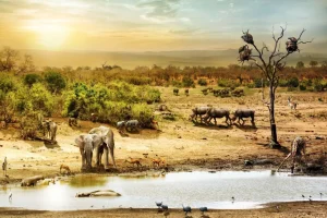 Best Dieren in de Afrikaanse savanne fotobehang Dieren
