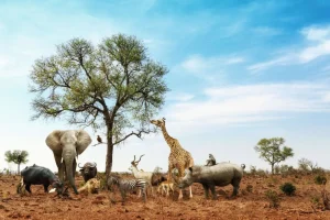 Best Dieren in een droog landschap fotobehang Tienerkamer | Dieren