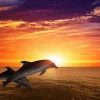 Online Dolfijnen bij zonsondergang fotobehang Tienerkamer