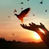 Sale Duif bij zonsondergang fotobehang Kunst & Design | Dieren