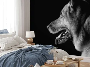 Outlet Duitse herdershond met een zwarte achtergrond fotobehang Tienerkamer | Dieren