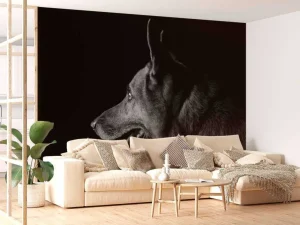 Outlet Duitse herdershond met een zwarte achtergrond fotobehang Tienerkamer | Dieren