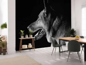 Outlet Duitse herdershond met een zwarte achtergrond fotobehang Tienerkamer | Dieren