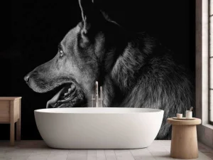 Outlet Duitse herdershond met een zwarte achtergrond fotobehang Tienerkamer | Dieren