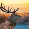 Best Edelhert met zichtbaar Gewei fotobehang Dieren