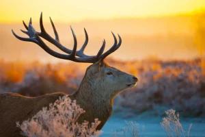 Best Edelhert met zichtbaar Gewei fotobehang Dieren