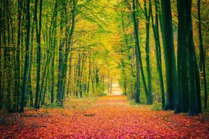Sale Een bosweg in de herfst fotobehang Bloemen