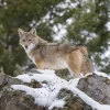 Outlet Een coyote in de winter fotobehang Dieren