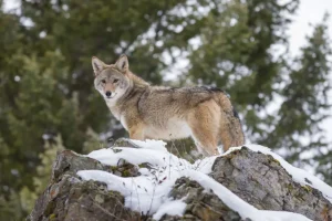 Outlet Een coyote in de winter fotobehang Dieren