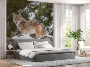 Outlet Een coyote in de winter fotobehang Dieren