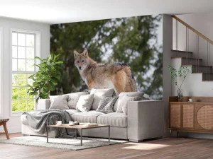 Outlet Een coyote in de winter fotobehang Dieren
