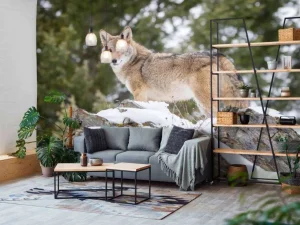Outlet Een coyote in de winter fotobehang Dieren