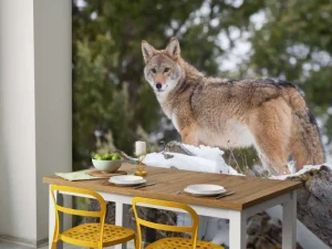 Outlet Een coyote in de winter fotobehang Dieren