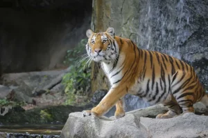 Hot Een grote Sumatraanse tijger fotobehang Kinderkamer