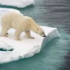 New Een ijsbeer observeert de zee fotobehang Dieren