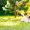 Discount Een vrolijke Jack Russell fotobehang Dieren