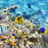 Sale Exotische vissen en koralen fotobehang Dieren