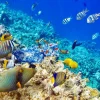Sale Exotische vissen in de oceaan fotobehang Dieren